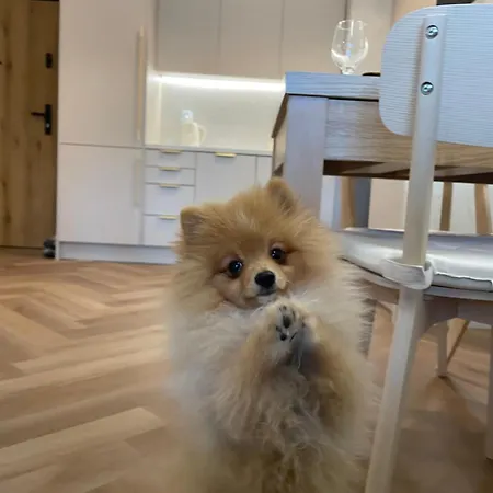 Premium Przy Plazy Morzlive