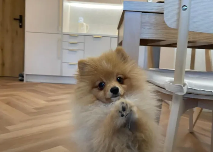 Premium Przy Plazy Morzlive